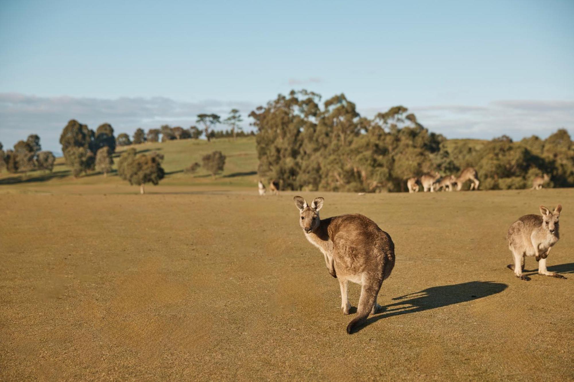 Yarra Valley Lodge Wonga Park Екстериор снимка